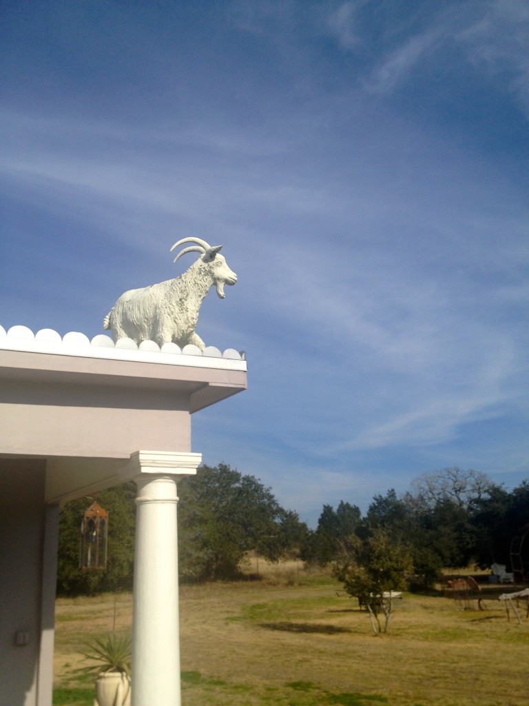 N•3 Library Goat | Round Top