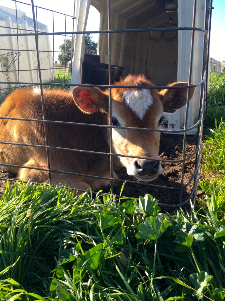 The Jersey Barnyard | Round Top