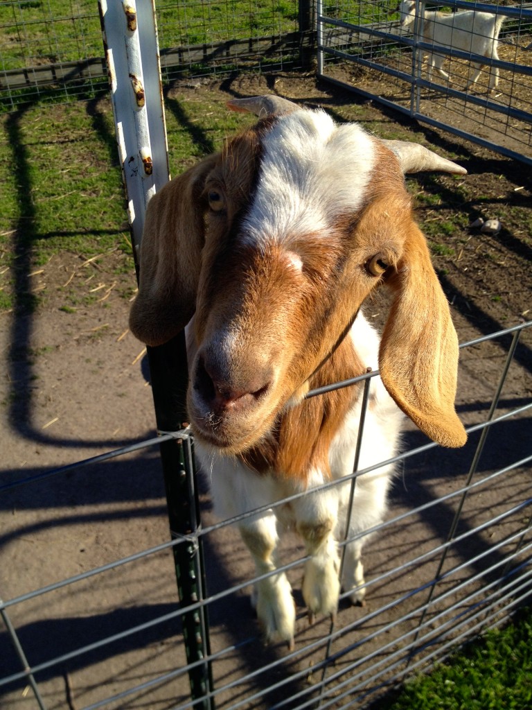 Jersey Barnyard Goat | Round Top