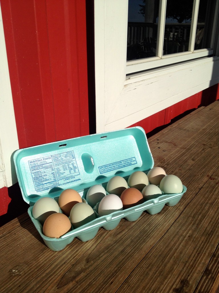 Jersey Barnyard Eggs