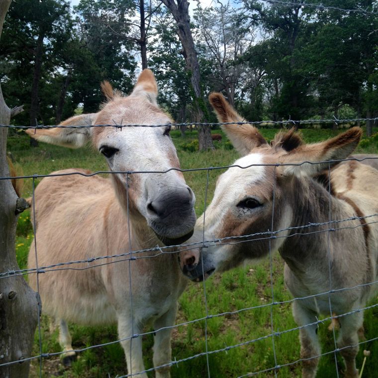 Donkey Love