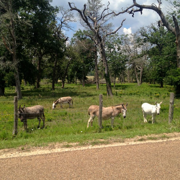 Donkey Roadside