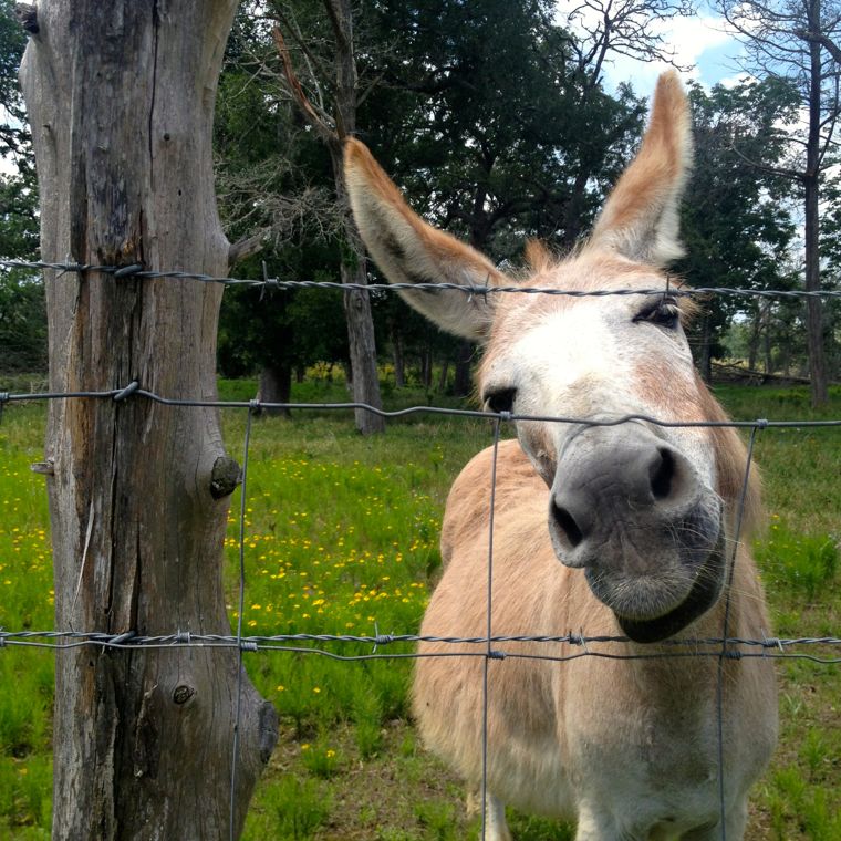 Donkey Tan Face