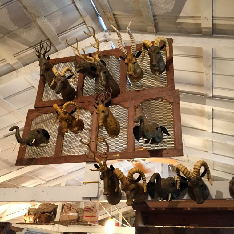 McLaren Taxidermy Group