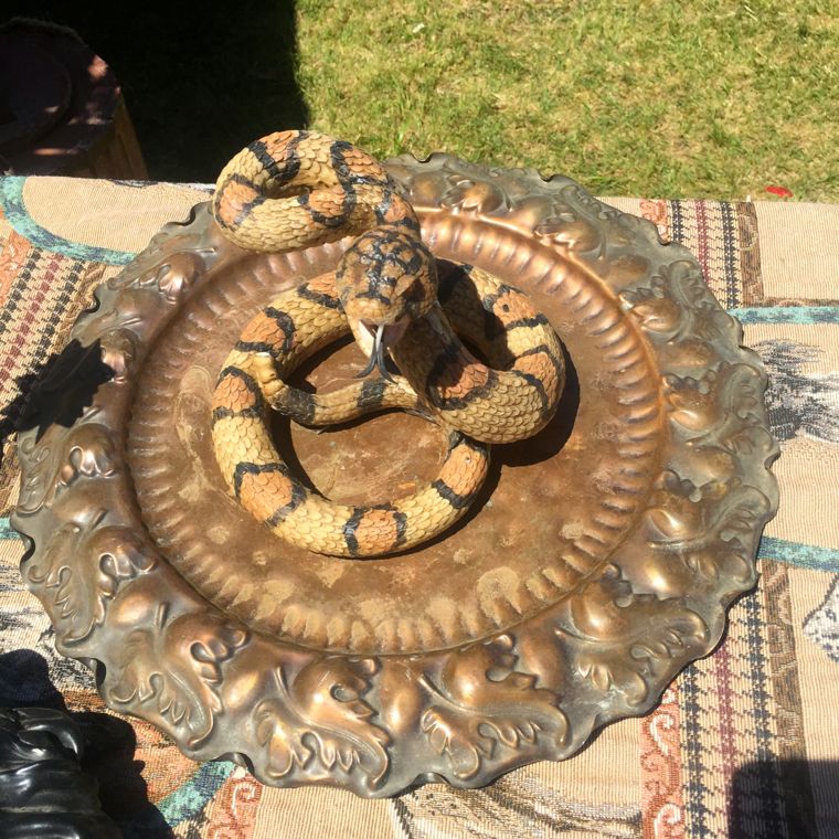 Snake on a Plate